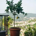 Almana تْشيرنوبيو